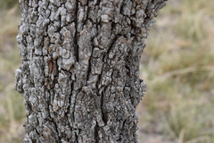 Prosopis affinis