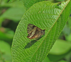 Hypanartia lethe