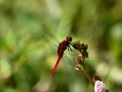 Erythemis mithroides