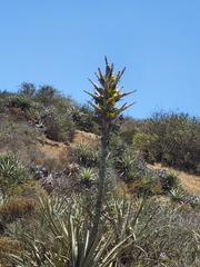 Puya chilensis