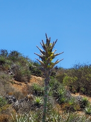 Puya chilensis