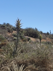 Puya chilensis