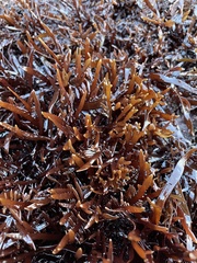 Prionitis lanceolata