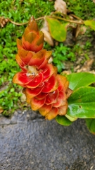 Costus scaber