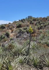Puya chilensis