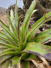 Puya chilensis