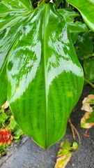Costus scaber