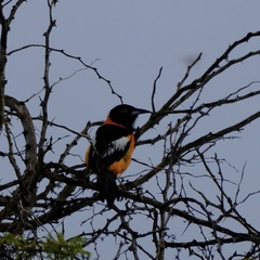 Icterus icterus