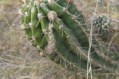 Echinopsis oxygona