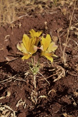 Alstroemeria piperata