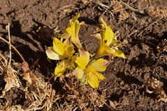 Alstroemeria piperata
