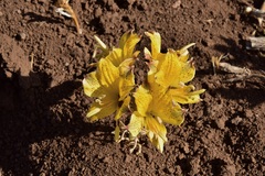 Alstroemeria piperata