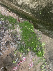 Hyophila involuta