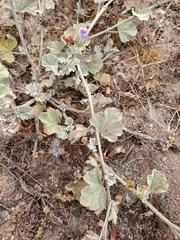 Sphaeralcea obtusiloba