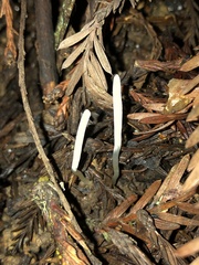 Clavaria falcata