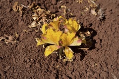 Alstroemeria piperata