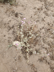 Sphaeralcea obtusiloba