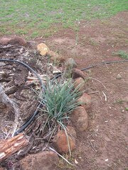 Dianella caerulea producta