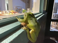 Anoplognathus concolor