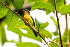 Chalcoparia singalensis