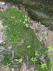 Hyophila involuta