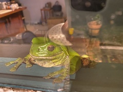 Anoplognathus concolor