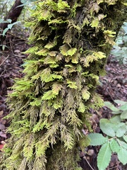 Dendroalsia abietina