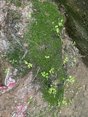 Hyophila involuta