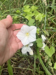 Calystegia tuguriorum