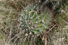 Echinopsis oxygona