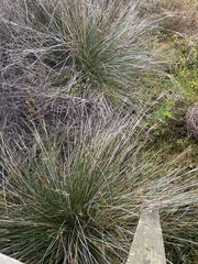 Juncus acutus leopoldii