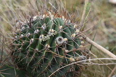 Echinopsis oxygona