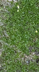 Hyophila involuta