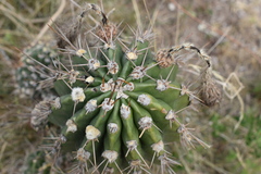 Echinopsis oxygona