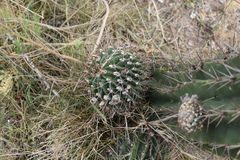 Echinopsis oxygona
