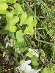 Calystegia tuguriorum