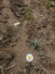 Erigeron luxurians