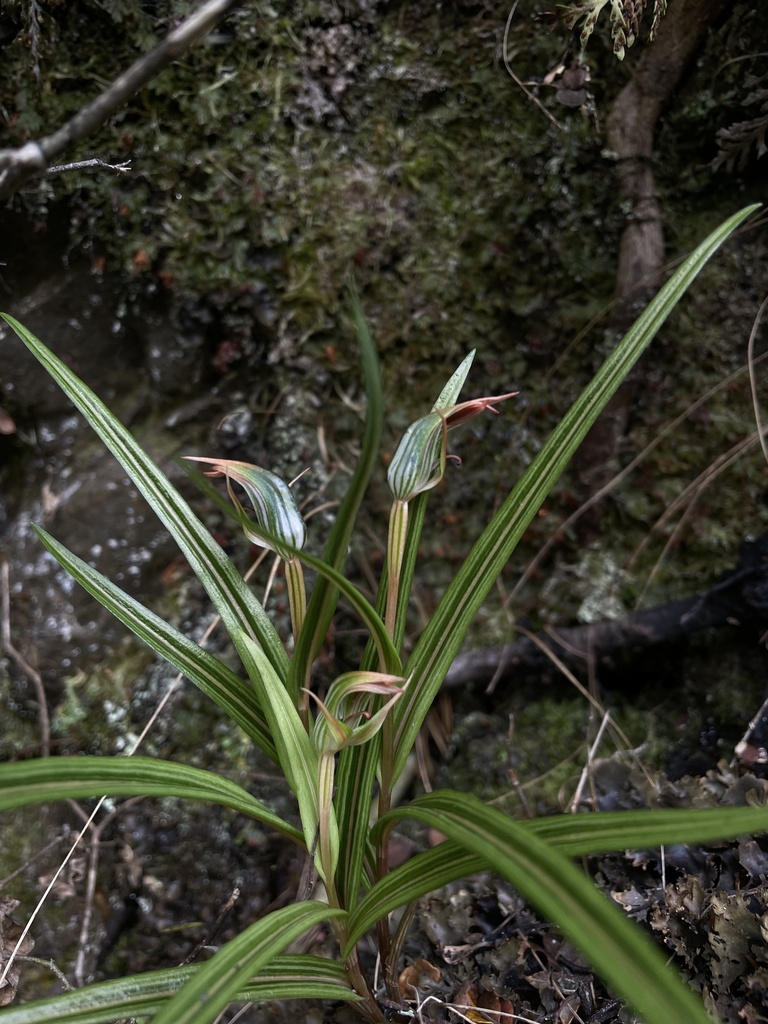 Pterostylis irsoniana