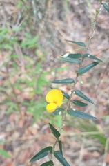 Podolobium aciculiferum