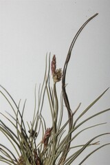 Carex albicans