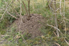 Acromyrmex crassispinus