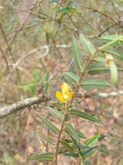 Podolobium aciculiferum