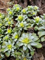 Haplopappus foliosus