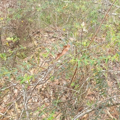 Podolobium aciculiferum