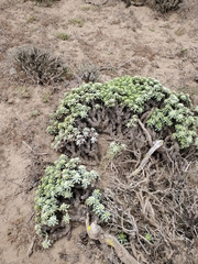 Haplopappus foliosus