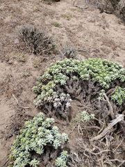 Haplopappus foliosus