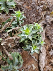 Haplopappus foliosus
