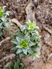 Haplopappus foliosus