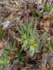 Paronychia franciscana