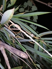 Oxybelis rutherfordi